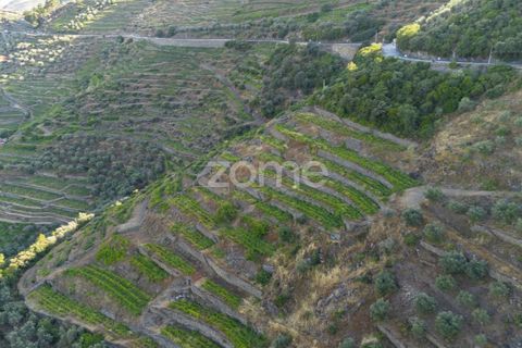 Terra a Sabrosa, Vila Real, Sabrosa - € 75.000 | Ref: ZMPT579693 - foto 10