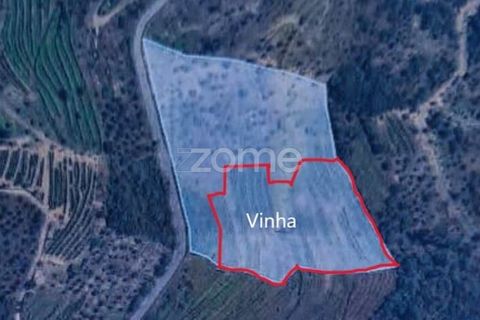 Terra a Sabrosa, Vila Real, Sabrosa - € 75.000 | Ref: ZMPT579693 - foto 13