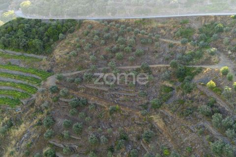 Terra a Sabrosa, Vila Real, Sabrosa - € 75.000 | Ref: ZMPT579693 - foto 9