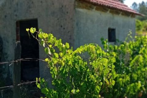 Landejendom i Penalva do Castelo, Viseu, Penalva do Castelo - € 225.000 | Ref: Q24 - foto 37