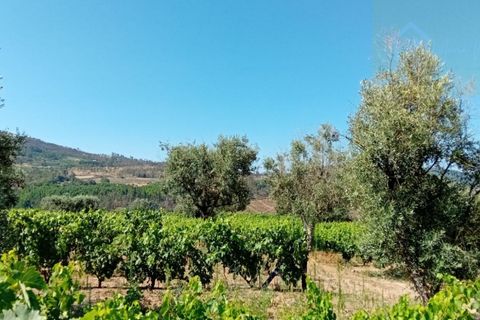 Landejendom i Penalva do Castelo, Viseu, Penalva do Castelo - € 225.000 | Ref: Q24 - foto 40