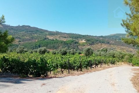 Landejendom i Penalva do Castelo, Viseu, Penalva do Castelo - € 225.000 | Ref: Q24 - foto 42