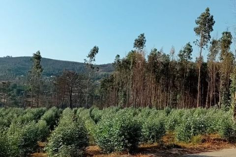 Landejendom i Penalva do Castelo, Viseu, Penalva do Castelo - € 225.000 | Ref: Q24 - foto 50