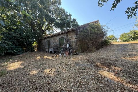 Farm i Carregal do Sal, Viseu, Carregal do Sal - € 80.000 | Ref: SALI0250 - foto 16