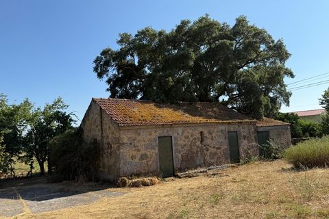 Farm i Carregal do Sal, Viseu, Carregal do Sal - € 80.000 | Ref: SALI0250 - foto 18