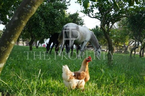 Farm i Moita, Setubal, Moita - € 1.190.000 | Ref: MAS_256 - foto 11