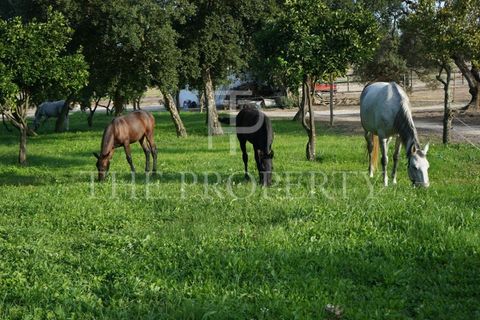 Farm i Moita, Setubal, Moita - € 1.190.000 | Ref: MAS_256 - foto 13