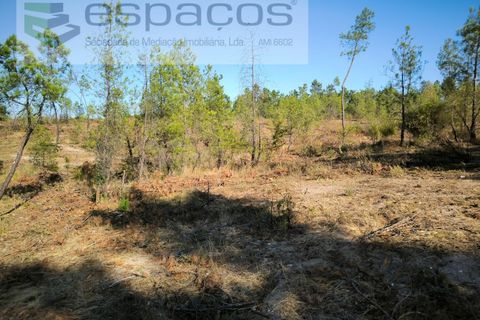 Helårsgrund i Castelo Branco, Castelo Branco, Castelo Branco - € 9.500 | Ref: 5744/EG - foto 4