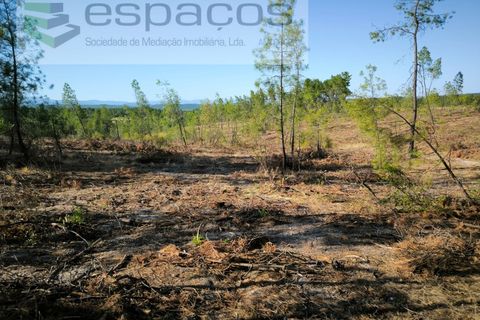 Helårsgrund i Castelo Branco, Castelo Branco, Castelo Branco - € 9.500 | Ref: 5744/EG - foto 6