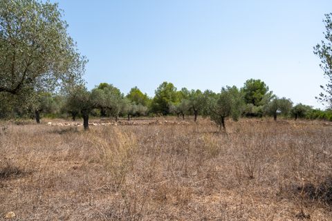Finca i Ginestar, Tarragona, Ginestar - € 74.000 | Ref: 257 - foto 18