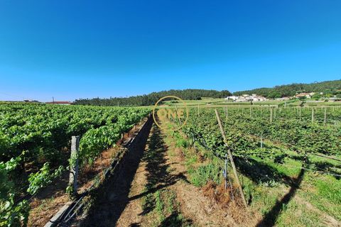Helårsgrund i Barcelos, Braga, Barcelos - € 650.000 | Ref: ONE141784-1 - foto 3