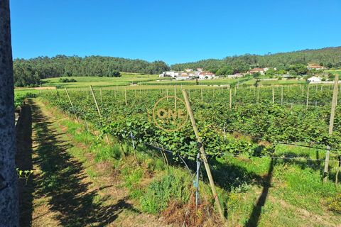 Helårsgrund i Barcelos, Braga, Barcelos - € 650.000 | Ref: ONE141784-1 - foto 5