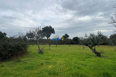 Farm hus i Castelo Branco, Castelo Branco, Castelo Branco - € 85.000 | Ref: 125082 - foto 19