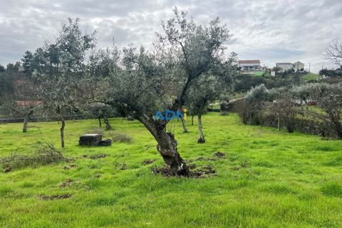 Farm hus i Castelo Branco, Castelo Branco, Castelo Branco - € 85.000 | Ref: 125082 - foto 23