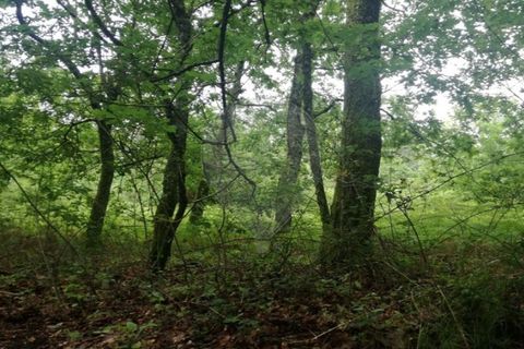 Terra a Caldelas, Braga, Caldelas - € 39.900 | Ref: 126971021-7 - foto 3