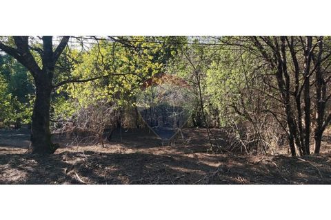 Terra a Caldelas, Braga, Caldelas - € 39.900 | Ref: 126971021-7 - foto 12