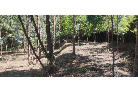 Helårsgrund i Chorense e Monte, Braga, Chorense e Monte - € 36.500 | Ref: 126971007-9 - foto 32