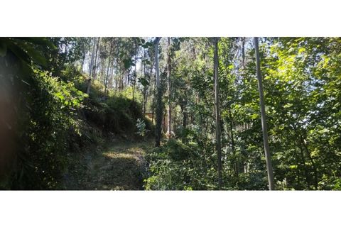 Helårsgrund i Chorense e Monte, Braga, Chorense e Monte - € 36.500 | Ref: 126971007-9 - foto 42
