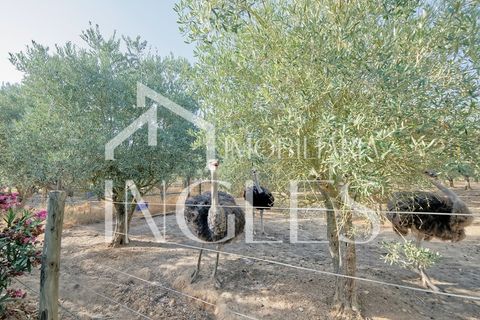 Villa a Cartaxo, Santarem, Cartaxo - € 495.000 | Ref: 1857 - foto 41