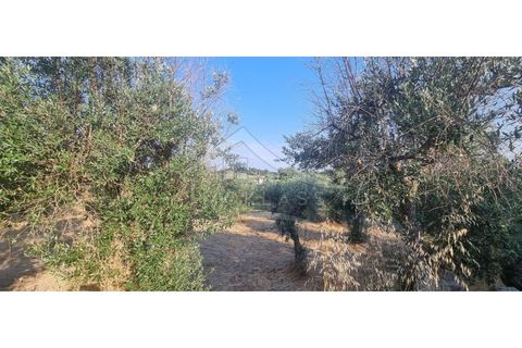 Terra a Alcains, Castelo Branco, Alcains - € 30.000 | Ref: SÒL_158 - foto 7