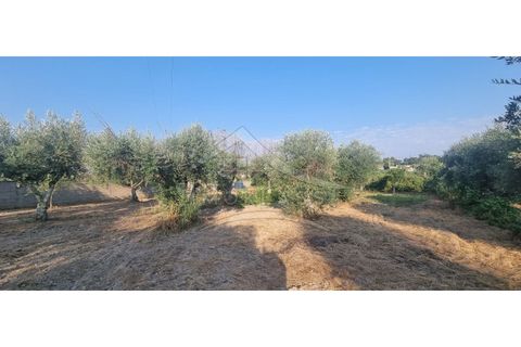 Terra a Alcains, Castelo Branco, Alcains - € 30.000 | Ref: SÒL_158 - foto 10