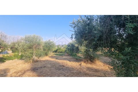 Terra a Alcains, Castelo Branco, Alcains - € 30.000 | Ref: SÒL_158 - foto 11