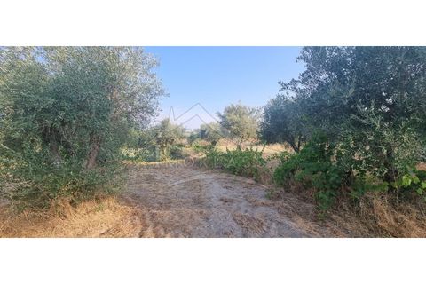 Terra a Alcains, Castelo Branco, Alcains - € 30.000 | Ref: SÒL_158 - foto 12
