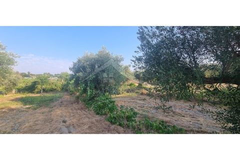 Terra a Alcains, Castelo Branco, Alcains - € 30.000 | Ref: SÒL_158 - foto 13