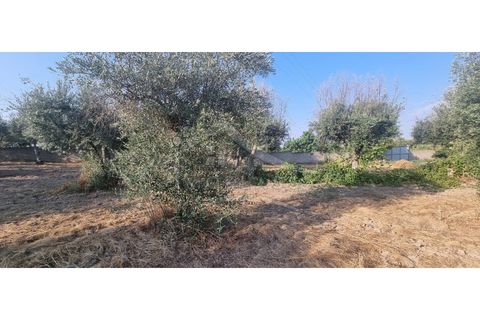 Terra a Alcains, Castelo Branco, Alcains - € 30.000 | Ref: SÒL_158 - foto 14
