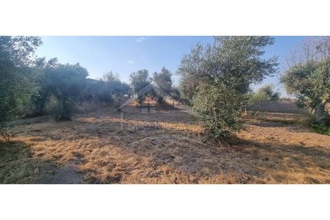 Terra a Alcains, Castelo Branco, Alcains - € 30.000 | Ref: SÒL_158 - foto 16