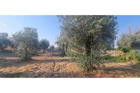Terra a Alcains, Castelo Branco, Alcains - € 30.000 | Ref: SÒL_158 - foto 17