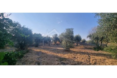 Terra a Alcains, Castelo Branco, Alcains - € 30.000 | Ref: SÒL_158 - foto 18