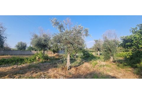 Terra a Alcains, Castelo Branco, Alcains - € 30.000 | Ref: SÒL_158 - foto 19