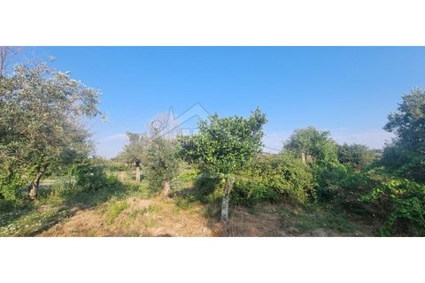 Terra a Alcains, Castelo Branco, Alcains - € 30.000 | Ref: SÒL_158 - foto 21