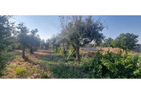 Terra a Alcains, Castelo Branco, Alcains - € 30.000 | Ref: SÒL_158 - foto 22