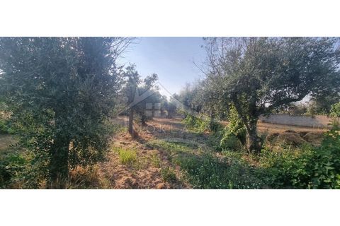 Terra a Alcains, Castelo Branco, Alcains - € 30.000 | Ref: SÒL_158 - foto 23