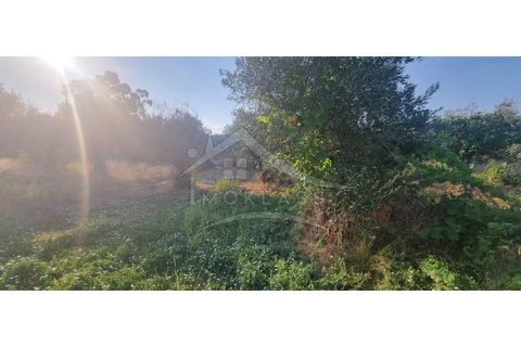 Terra a Alcains, Castelo Branco, Alcains - € 30.000 | Ref: SÒL_158 - foto 28