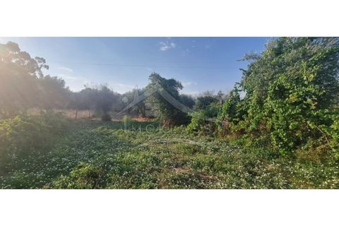 Terra a Alcains, Castelo Branco, Alcains - € 30.000 | Ref: SÒL_158 - foto 31