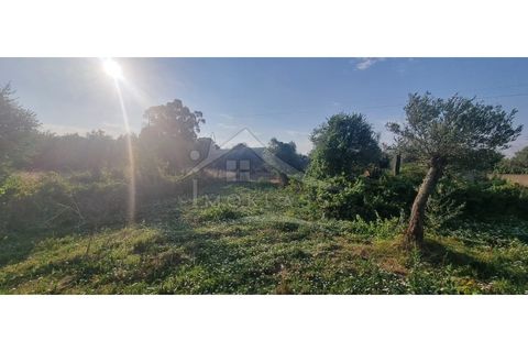 Terra a Alcains, Castelo Branco, Alcains - € 30.000 | Ref: SÒL_158 - foto 33