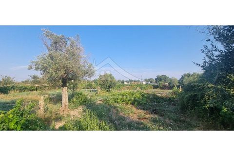 Terra a Alcains, Castelo Branco, Alcains - € 30.000 | Ref: SÒL_158 - foto 39