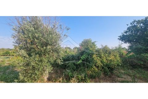 Terra a Alcains, Castelo Branco, Alcains - € 30.000 | Ref: SÒL_158 - foto 40