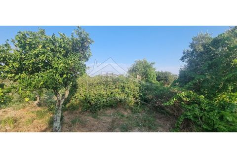 Terra a Alcains, Castelo Branco, Alcains - € 30.000 | Ref: SÒL_158 - foto 41