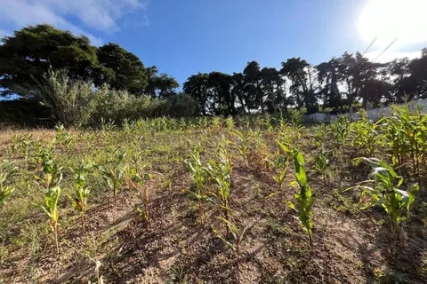Helårsgrund i Obidos, Leiria, Obidos - € 50.000 | Ref: 0897-02050 - foto 12