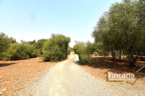 Landejendom i Manacor, Mallorca, Manacor - € 675.000 | Ref: FM-2043 - foto 29