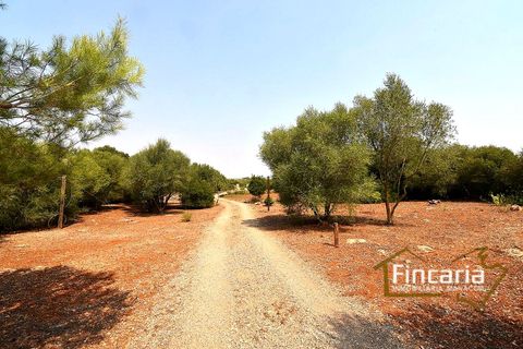 Landejendom i Manacor, Mallorca, Manacor - € 675.000 | Ref: FM-2043 - foto 32