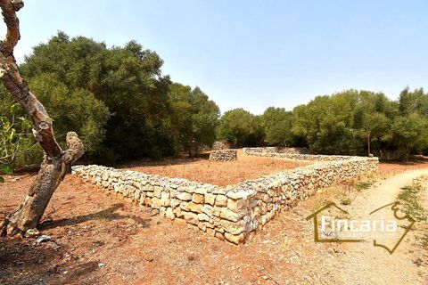 Landejendom i Manacor, Mallorca, Manacor - € 675.000 | Ref: FM-2043 - foto 33