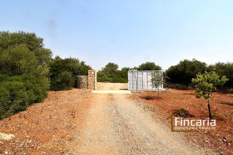 Landejendom i Manacor, Mallorca, Manacor - € 675.000 | Ref: FM-2043 - foto 35