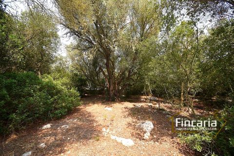 Landejendom i Manacor, Mallorca, Manacor - € 675.000 | Ref: FM-2043 - foto 39