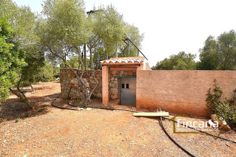 Landejendom i Manacor, Mallorca, Manacor - € 675.000 | Ref: FM-2043 - foto 44
