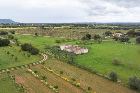 Villa a Binissalem, Mallorca, Binissalem - € 7.995.000 | Ref: 127510 - foto 25